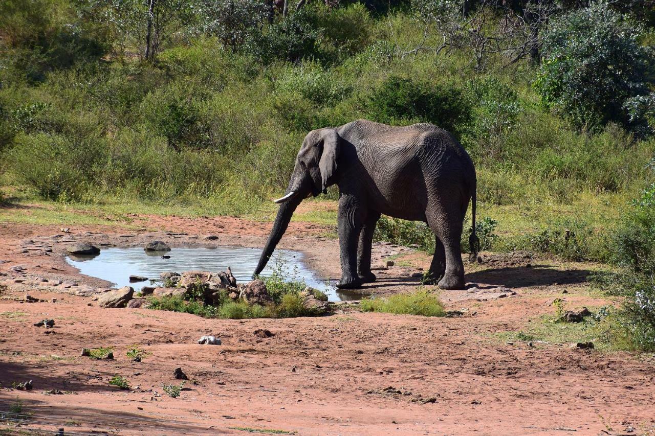 Sekala Private Game Lodge محمية ويلغيفوندين غايم المظهر الخارجي الصورة